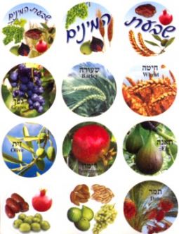 Shivat Haminim - Seven Species Jewish Photo Stickers Set of 120